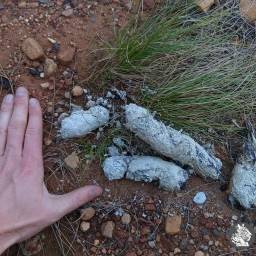 Leopard scat
